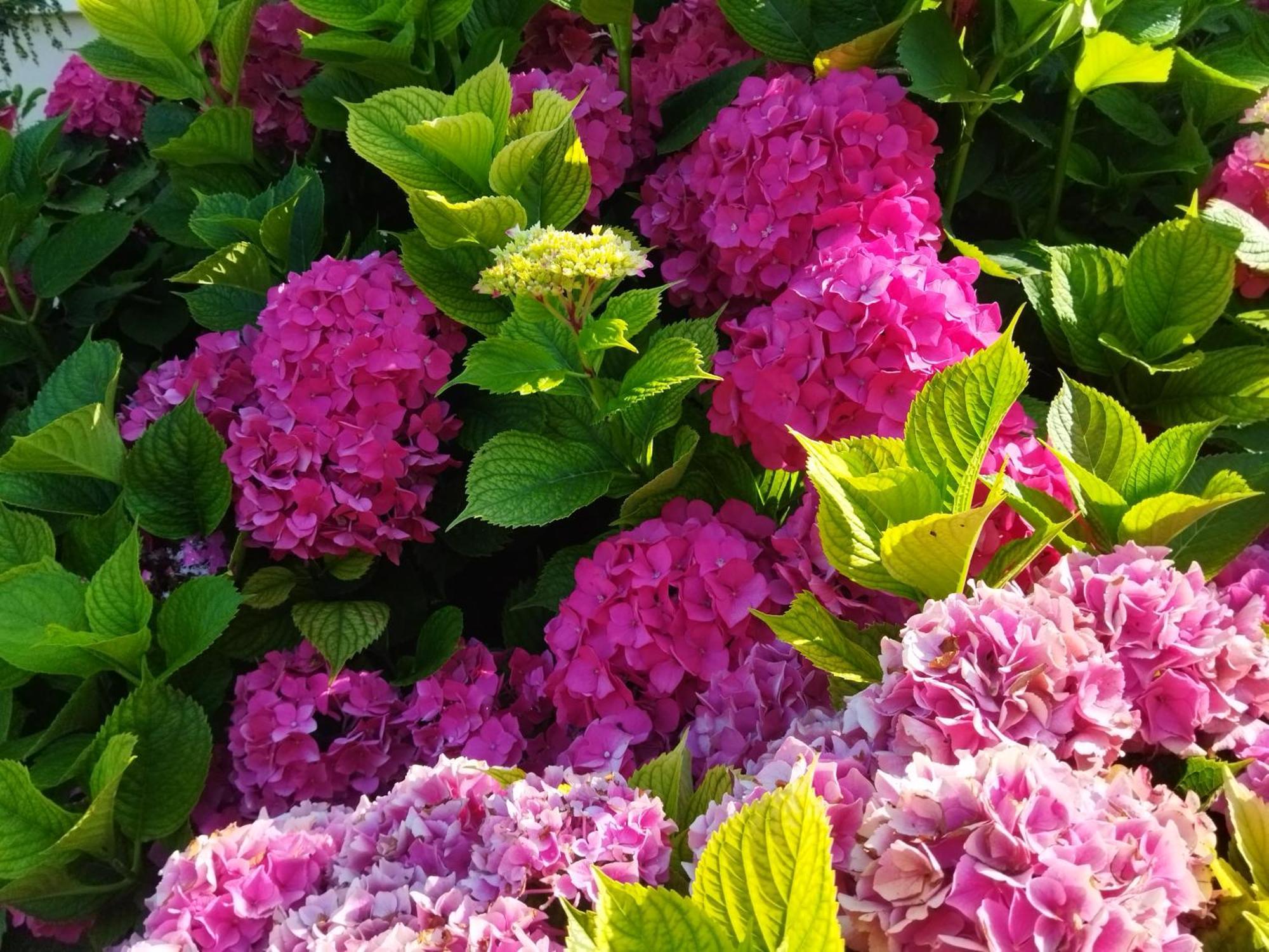 Les Hortensias Fortschwihr Exterior photo